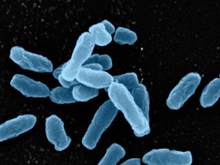 Scanning electron micrograph of the <em>Ochrobactrum</em> bacteria found in soil.