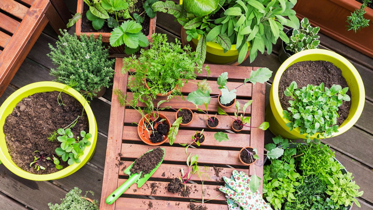 potted herbs and veg seedlings with planting tools