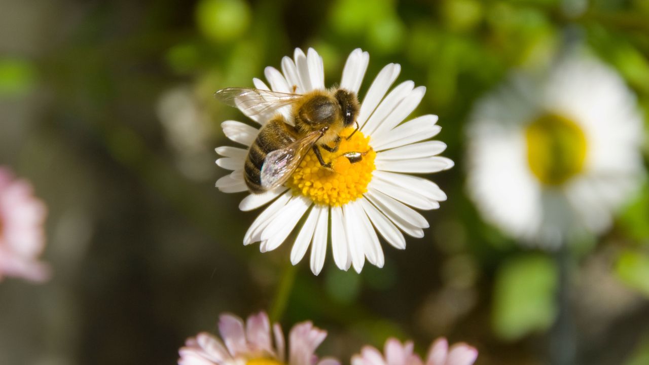 Bee on daisy