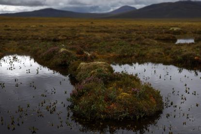 Flow Country peatland in Scotland