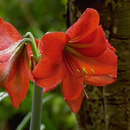 Red amaryllis flowers