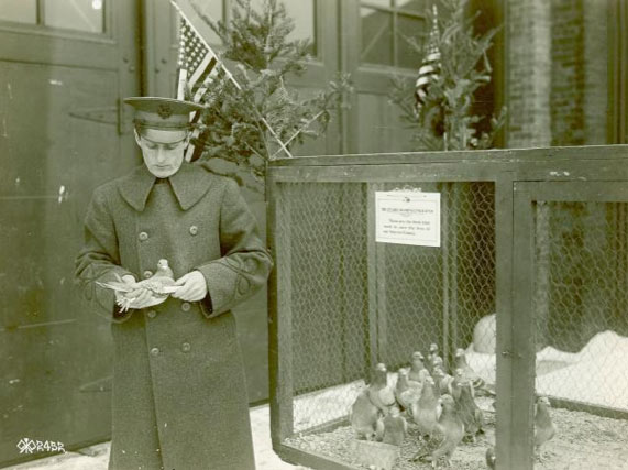 military homing pigeons