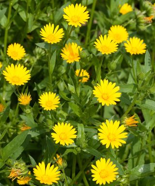 Yellow flowers of Calendula arvensis or the Mediterranean field marigold