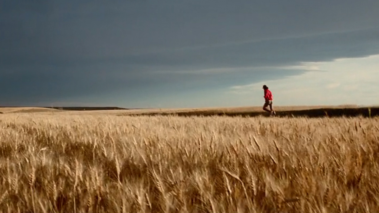 A lone runner on a road in the middle of wheat fields