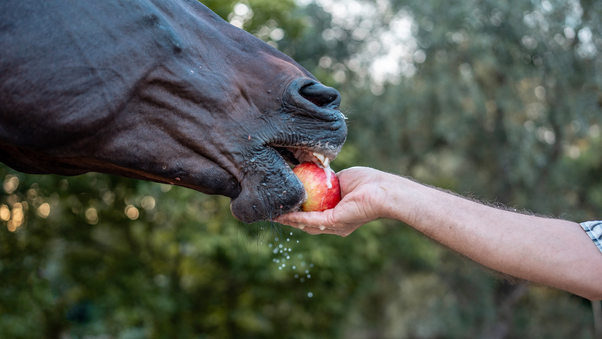 Close up of person hand feeding an apple to a horse