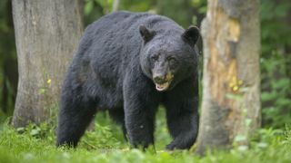 Black bear walking through forest