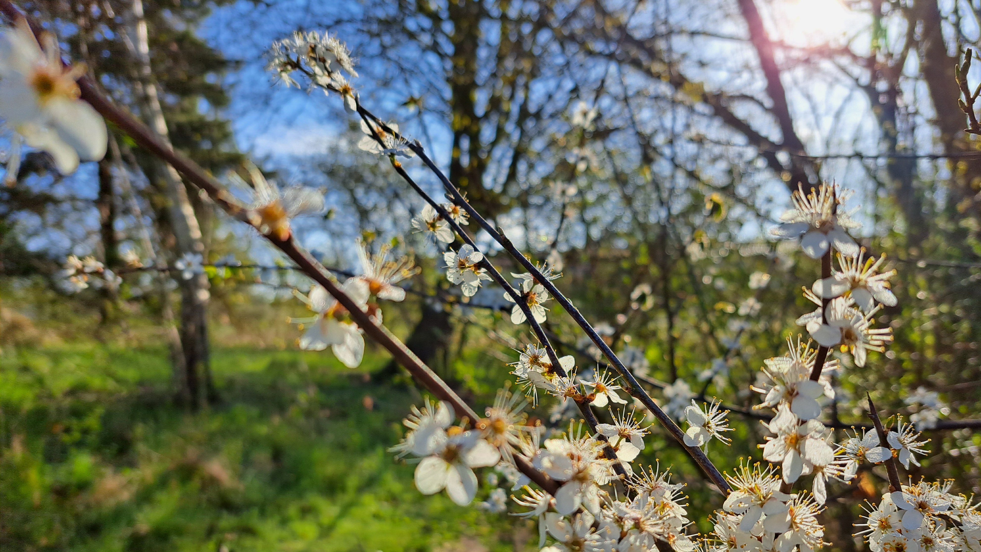 Galaxy A53 fotoeksempel