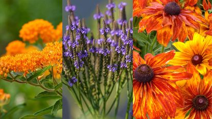 composite native wildflowers to sow in October 