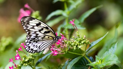 how to grow a butterfly garden: tree nymph butterfly on pink flower