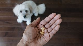 Pet owner offering dog nuts
