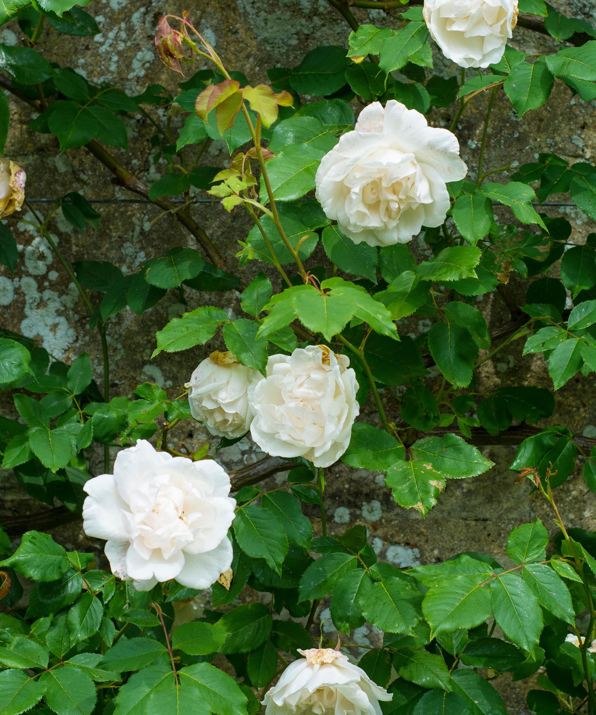 Rosa 'Madame Alfred Carrière'