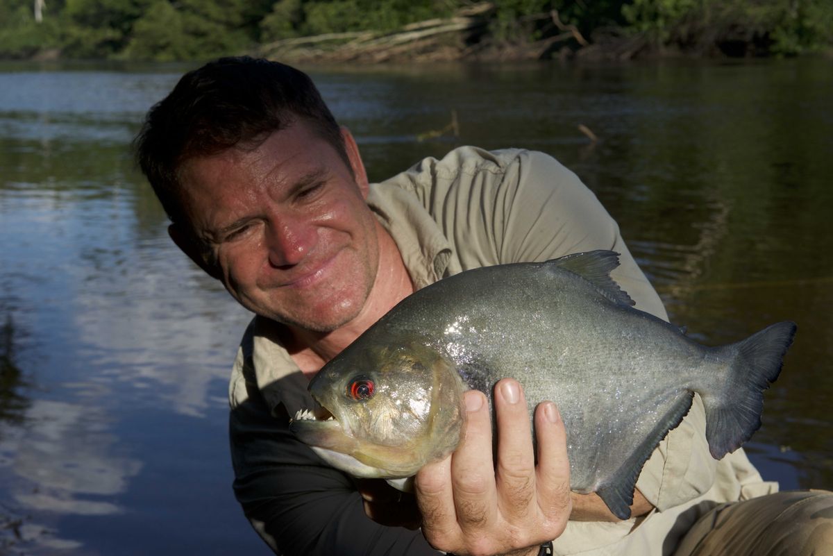 Steve Backshall with a piranha