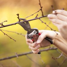 Pruning an fruit tree cutting Branches at spring