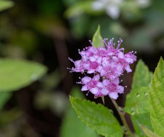 Close up of purple flowers on Spiraea japonica Gold Mound