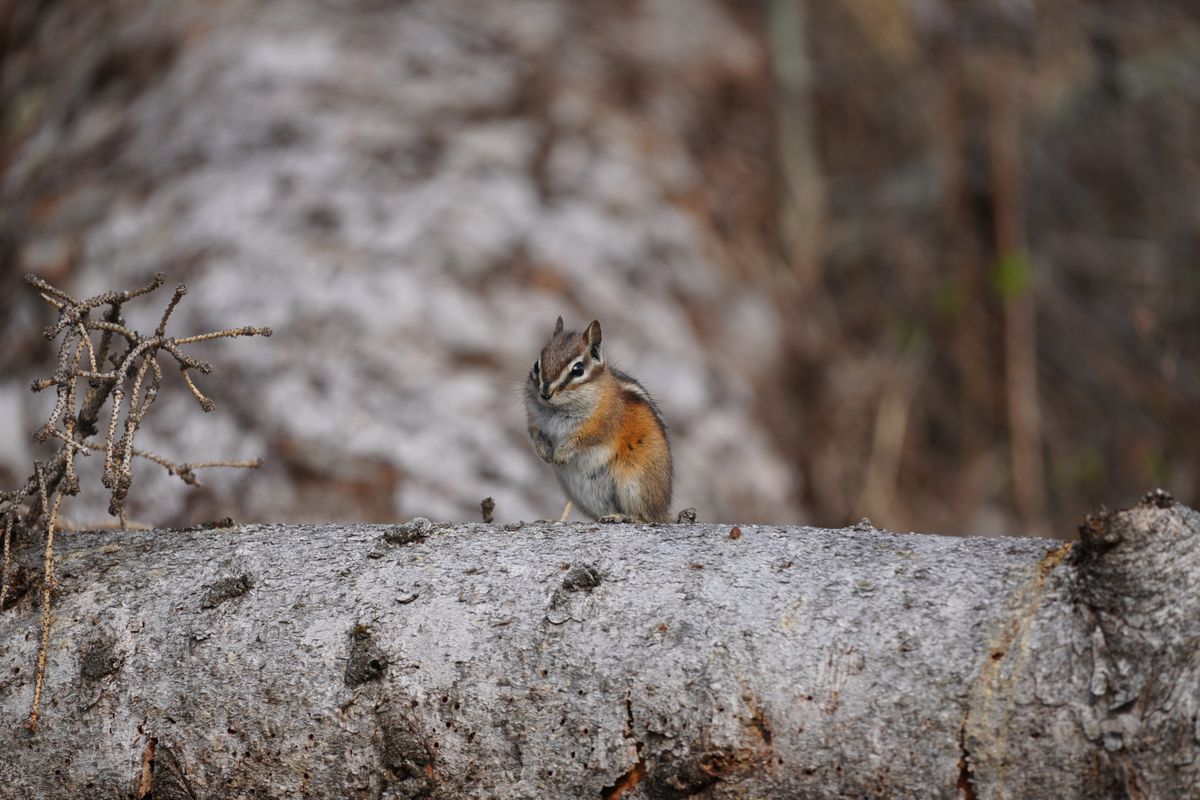 A sample wildlife photography image taken by the Sony a6400