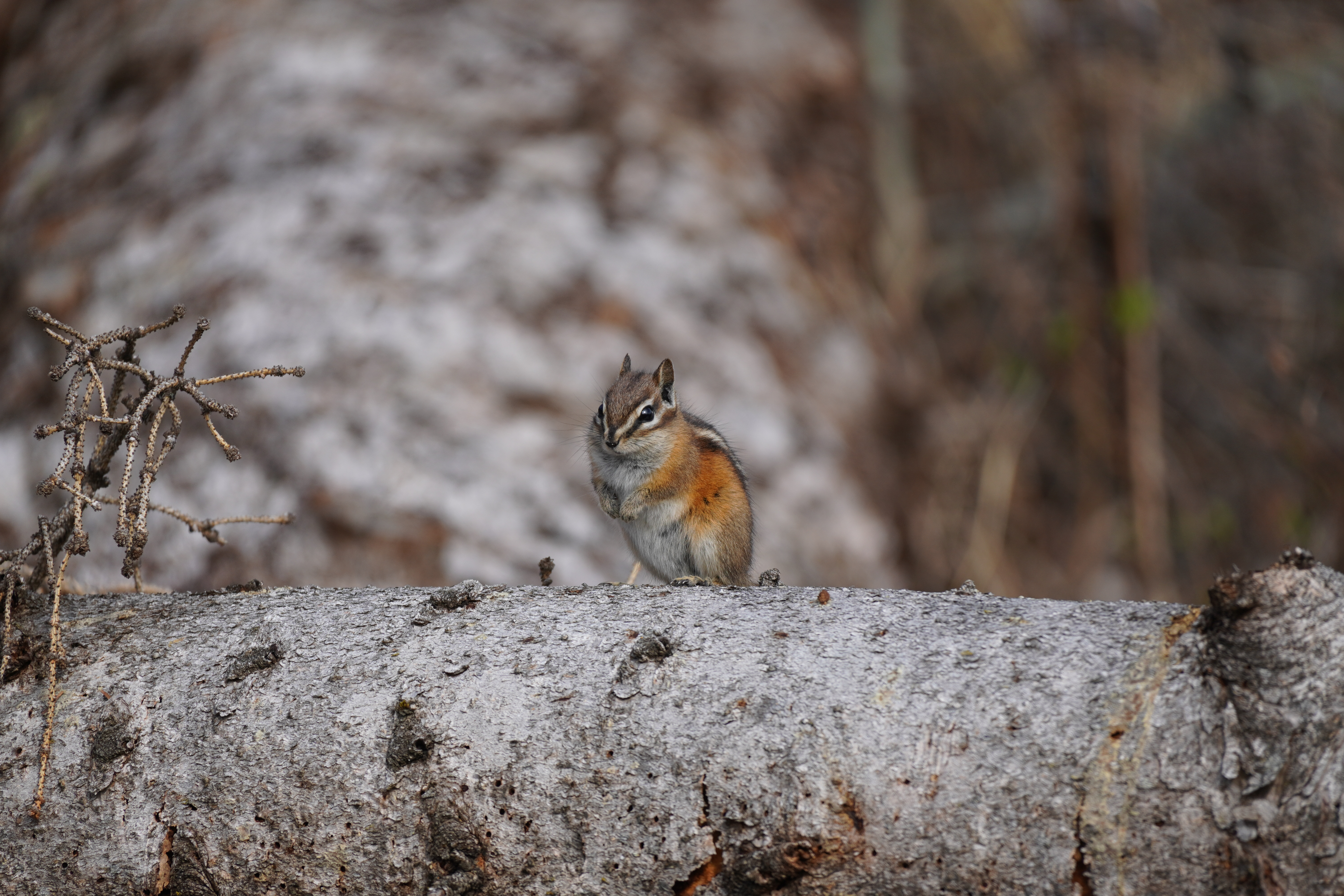 A sample wildlife photography image taken by the Sony a6400
