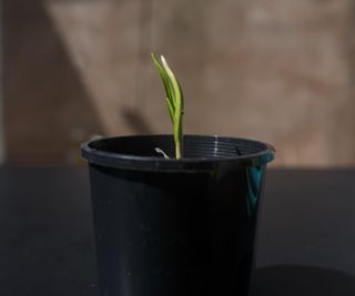 Garlic seedling growing indoors in a plastic pot