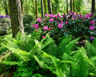 Ferns and rhododendron plants under trees