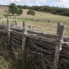 A dead hedge made of sticks separates two fields