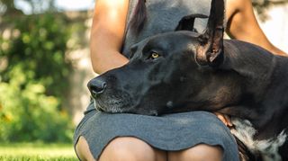 A Great Dane laying head in woman's lap