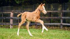 Stradivarius foal
