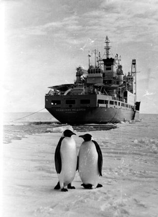 Two penguins on ice with large ship behind