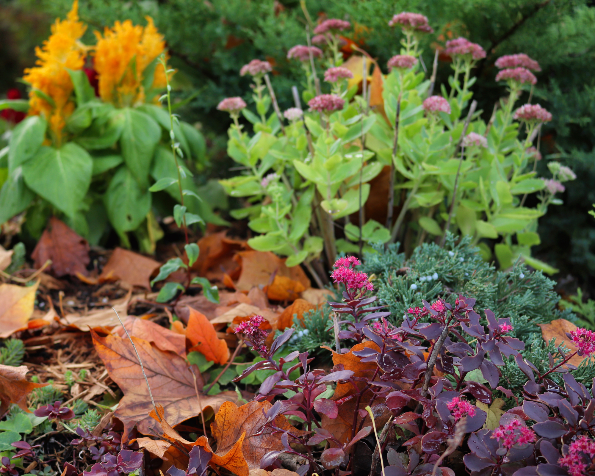 fallen leaves in perennial garden with sedum