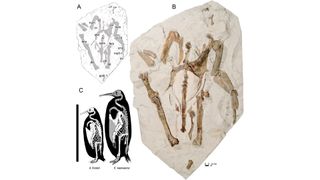 (A) A line drawing of the Kairuku waewaeroa specimen. (B) A photo of the specimen with most bones in ventral view. (C) Skeletal and size comparison of Kairuku waewaeroa and emperor penguin, Aptenodytes forsteri.