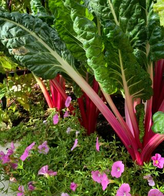 swiss chard one of the vegetables to grow in shade