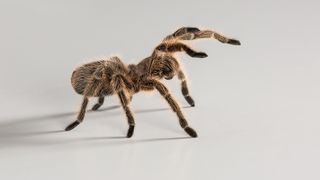 A Chilean rose tarantula (Grammostola rosea) strikes a threatening pose.