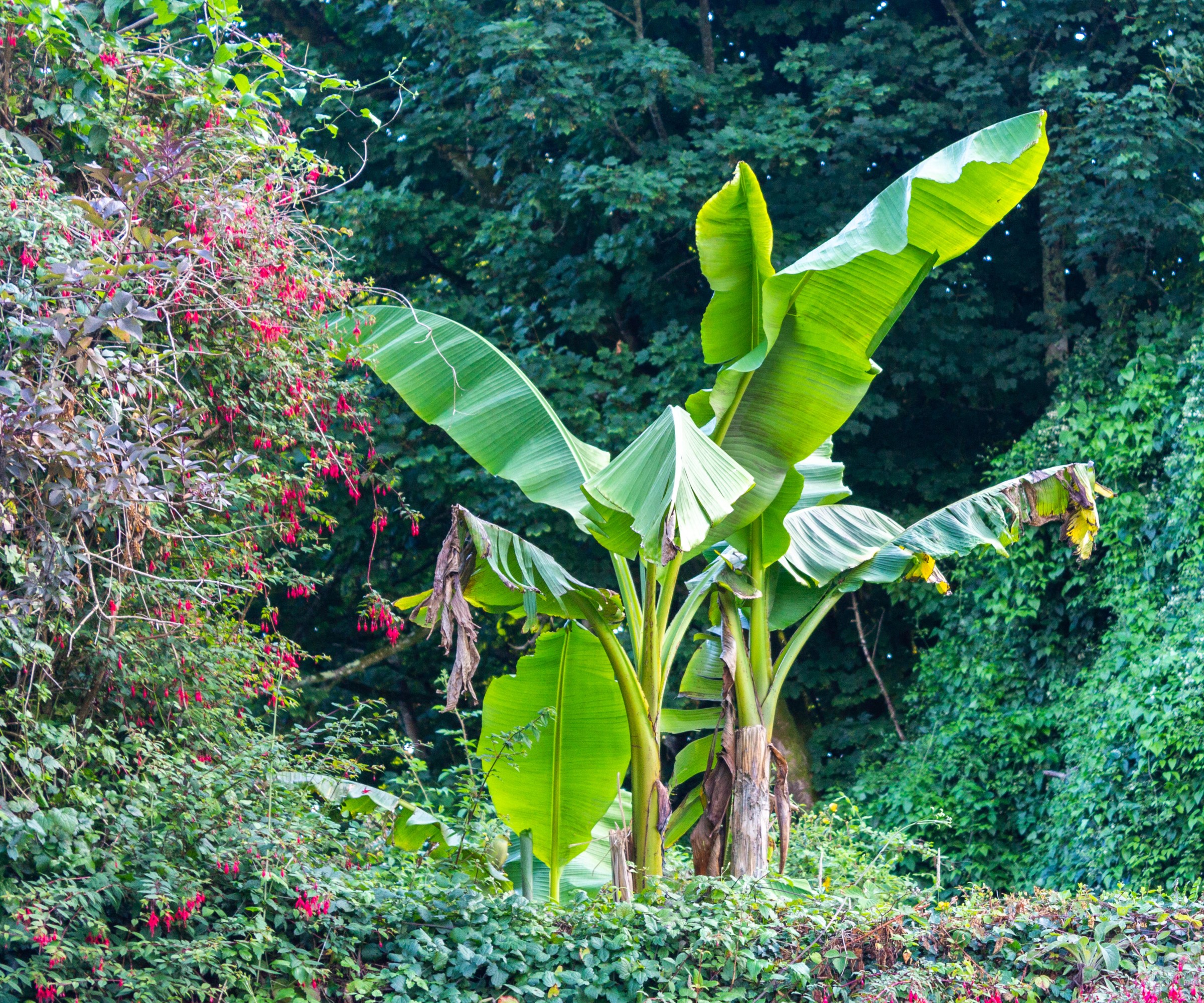 Expert Tips For How To Grow Cold Hardy Banana Trees Homes And Gardens