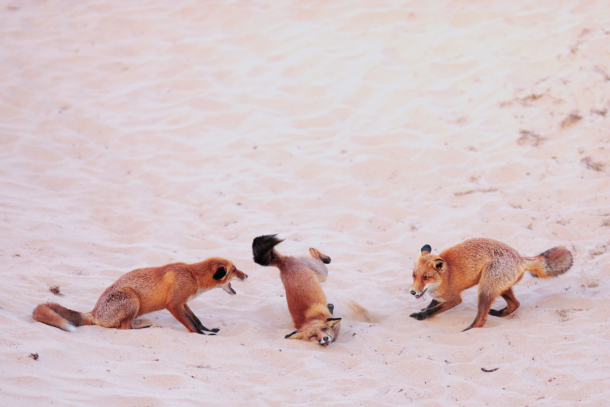 Image of three foxes playing on sandy dune