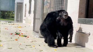 A chimpanzee looking skyward