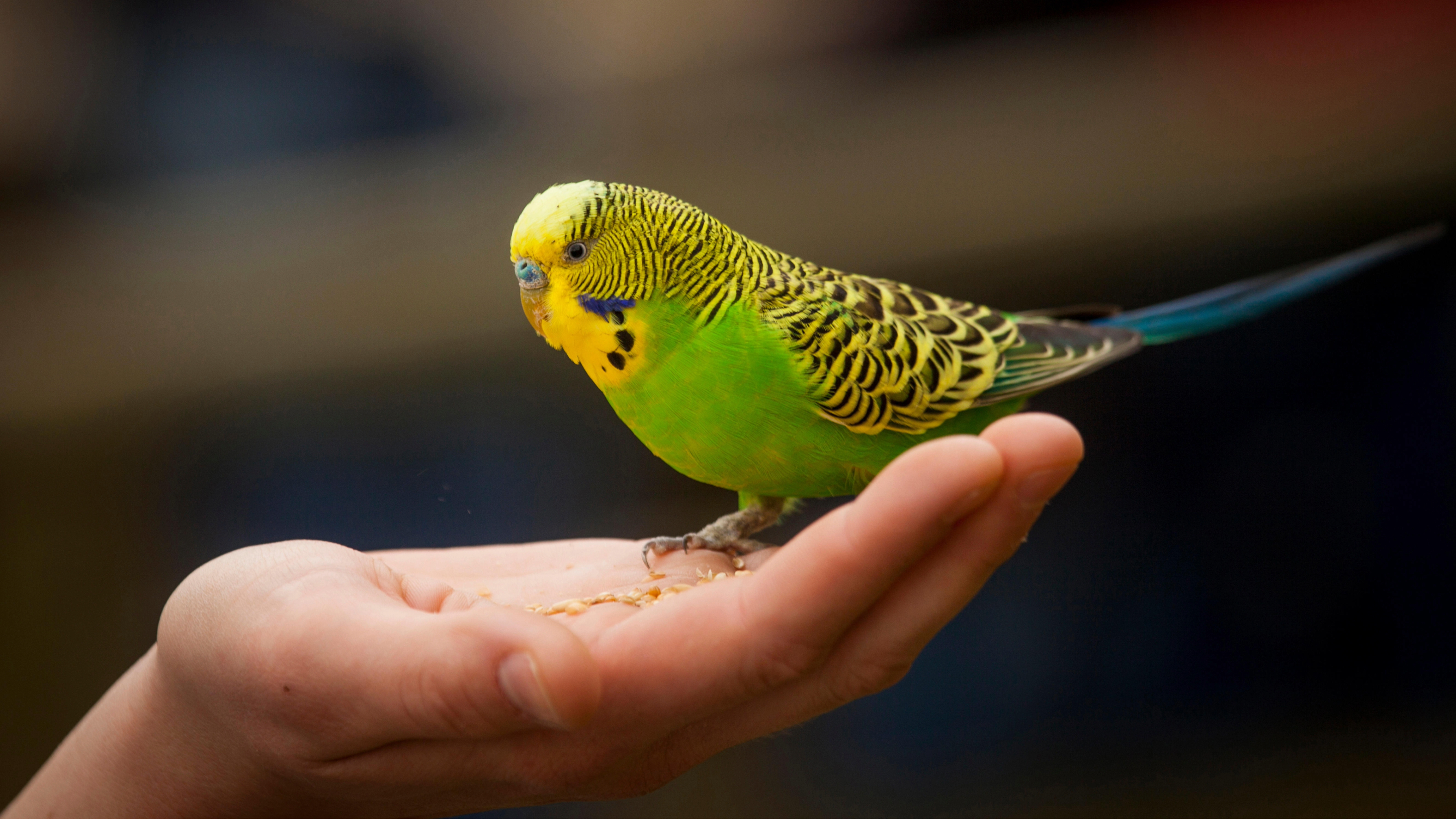 Budgerigar