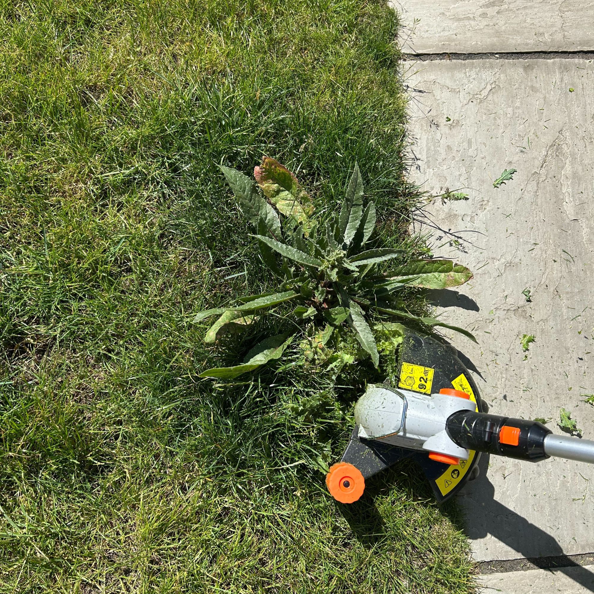 VonHaus G-Series Cordless Grass Trimmer - cutting weeds