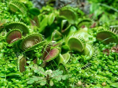 Green Carnivorous Garden