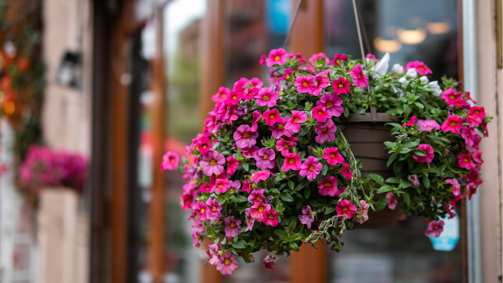 Hanging basket filled with pink blooms