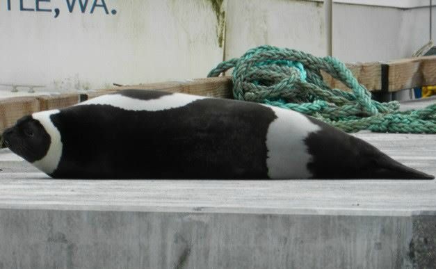 ribbon seal, ribbon seal sighting, ribbon seal seattle, arctic species, seal in seattle, arctic seals, duwamish river seal, arctic wildlife