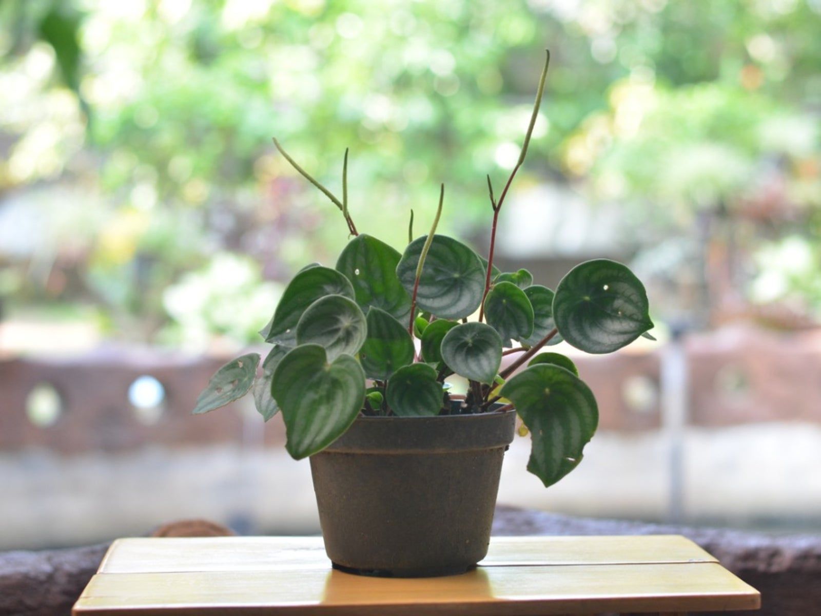 www.gardeningknowhow.com