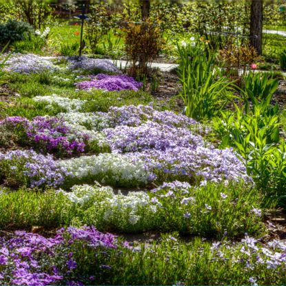 groundcover creeping phlox