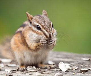 A chipmunk eating a nut