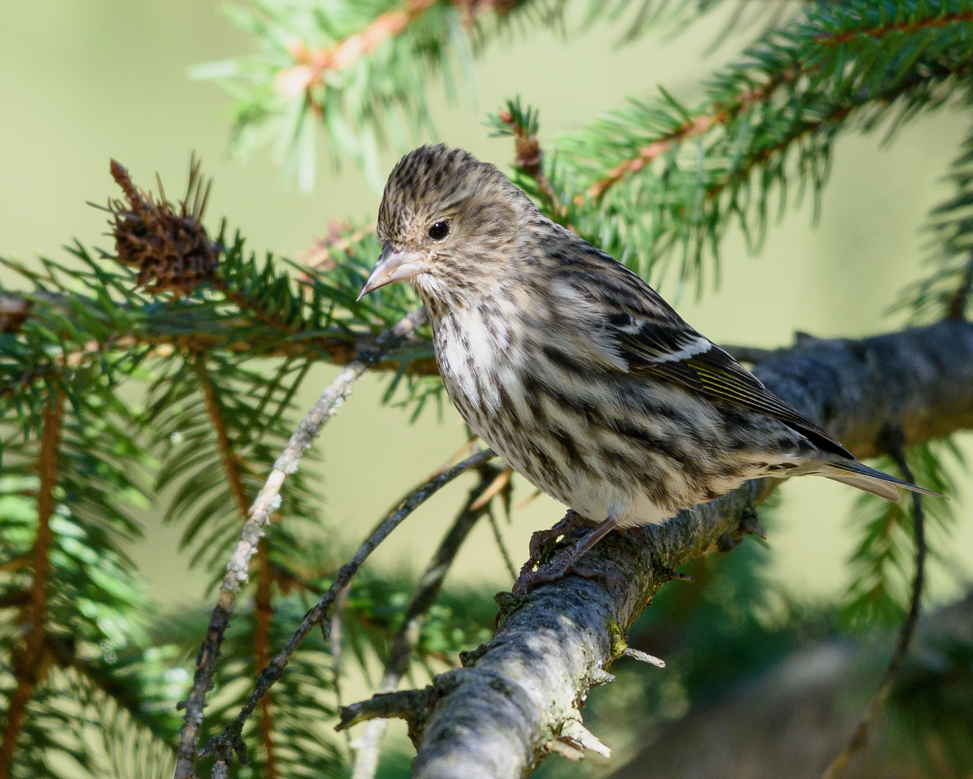 Pine siskin sitting in pine tree