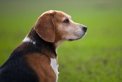 Woman sues man whose beagle was killed by her pit bulls