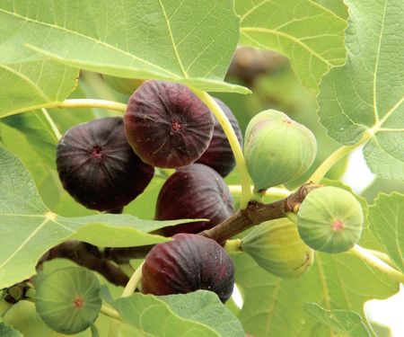 Fig tree fruit