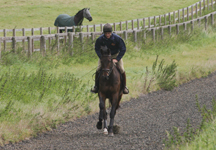 thoroughbred.jpg