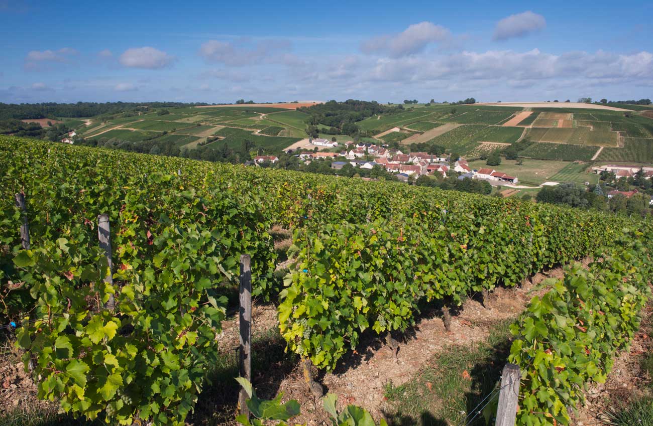 Vineyard scene in Sancerre.