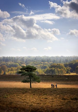 New Forest Destination - tree and fields