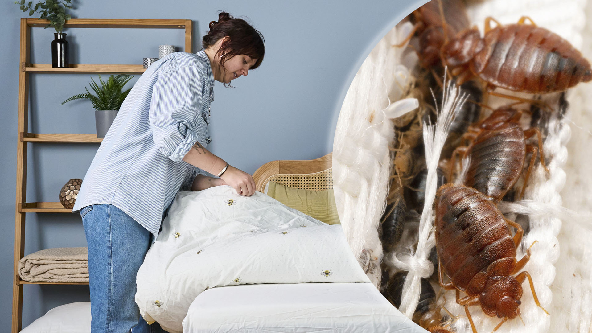 On the left, an image of a young women checking her bed sheets and mattress for any sigs of bed bugs. On the right, a close up of bed bugs in a mattress