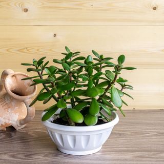 jade plant with white pot and wooden background