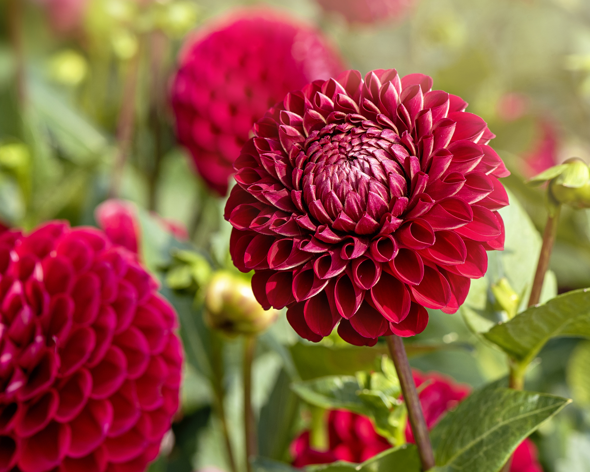 Cornel dahlia flowers